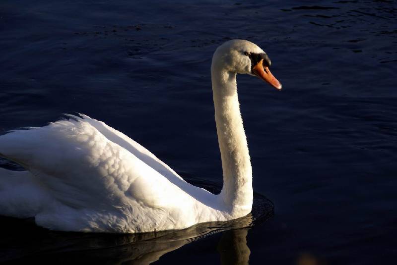 Schwaene auf der Sauer Bild Nr.021